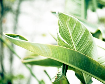 Bright Art, Green Leaves, Tropical Print, Banana Leaves, Large Botanical Photograph, White Wall Art, Clean Bathroom Decor, Nature Photo