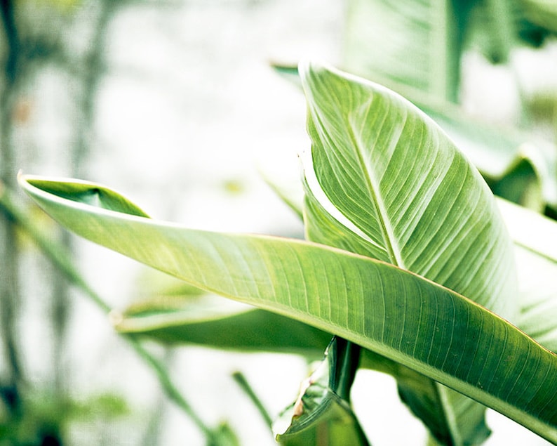 Bright Art, Green Leaves, Tropical Print, Banana Leaves, Large Botanical Photograph, White Wall Art, Clean Bathroom Decor, Nature Photo image 1