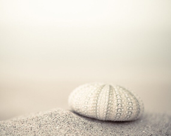 Neutral Beach Wall Art, Seashell Photography, Beige, Ivory, Cream, Beach House Decor, Large Beach Photo Print, Square Print, Nautical Art