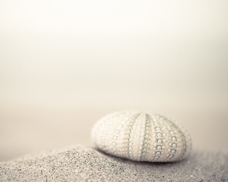 May include: A white sea urchin shell with a textured surface sits on a bed of sand.