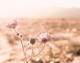 Desert Photography, Wildflower Print, Blush, Desert Gold, Flower Wall Art, California Desert, Wildflowers, Dusty Rose, Bedroom Wall Decor