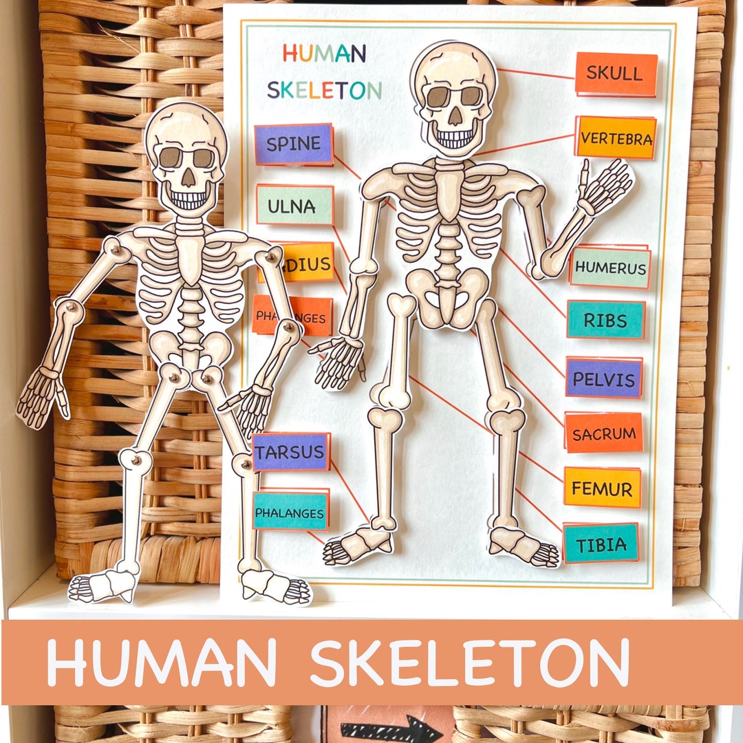 Movable Skeleton DIY Printable Halloween Skeleton Craft - Etsy Australia