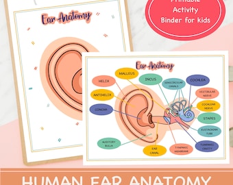 Human Ear Anatomy Printable Learning Binder, Toddler Activities, Preschool Printables, Human Body Activity Worksheets, Human Ear Anatomy