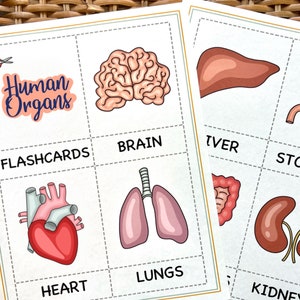 Human Anatomy Busy Book, Montessori flashcards, Educational Printable Cards, Homeschool Preschool Toddler Busy Book Printable cards image 6