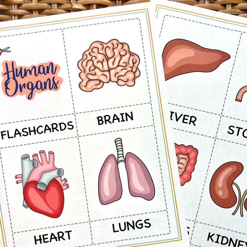 Human Anatomy Busy Book, Montessori flashcards, Educational Printable Cards, Homeschool Preschool Toddler Busy Book Printable cards image 6