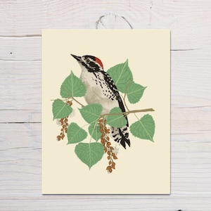 Woodpecker bird any occasion greeting card, 4.25 x 5.5&quot; card with Kraft envelop, Blank card, Happy Birthday, Sympathy card, Thank you card