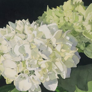 White Hydrangea Watercolor greeting card with two clusters of white and pale green hydrangea on a field of black.