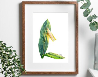 Trout Lily Watercolor Print by Erika McCoy, 8x10 matted vertical art print, floral, botanical, wall decor, flower, spring, yellow, woodland