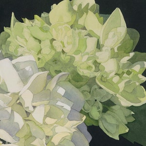 White Hydrangea Watercolor greeting card with two clusters of white and pale green hydrangea on a field of black.