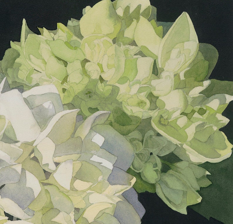 White Hydrangea Watercolor greeting card with two clusters of white and pale green hydrangea on a field of black.