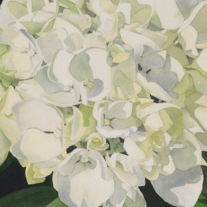 White Hydrangea Watercolor greeting card with two clusters of white and pale green hydrangea on a field of black.