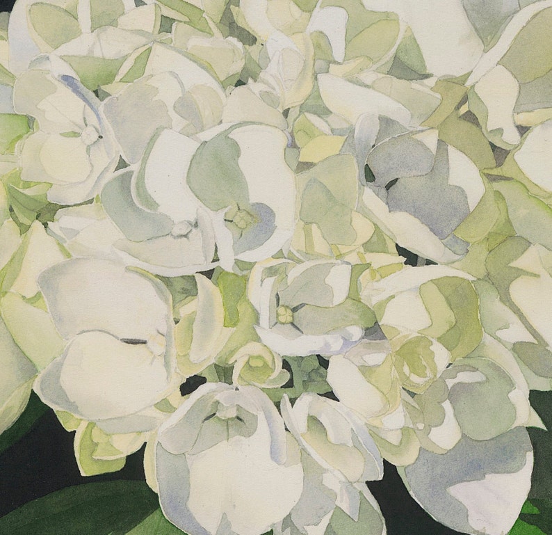 White Hydrangea Watercolor greeting card with two clusters of white and pale green hydrangea on a field of black.