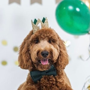 Dog Birthday Crown | Pet Birthday Crown | Dog Crown | Pet Crown Dog Party Hat | Dog Birthday Party Crown | Any Age | Gold and Choose Color