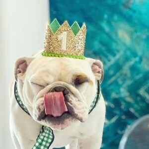 Dog Birthday Crown | Pet Birthday Crown | Dog Crown | Pet Crown Dog Party Hat | Dog Birthday Party Crown | Any Age | Gold and Choose Color