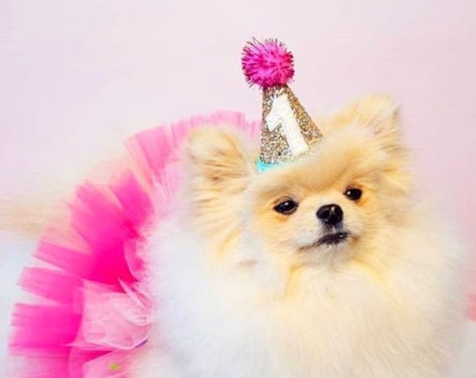 Pet Party Hat Dog Birthday Party Hat Dog Party Hat Dog Etsy