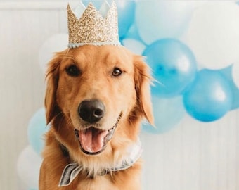 Dog Birthday Crown | Pet Birthday Crown | Dog Crown | Pet Crown Dog Party Hat | Dog Birthday Party Crown | Any Age | Gold and Choose Color