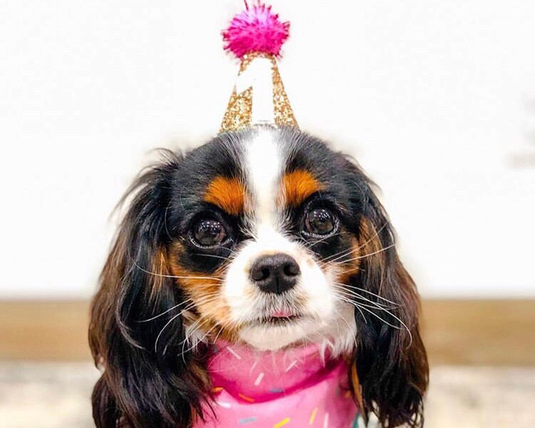6 Packs Cat Birthday Hat, Dog Party Hats, Multi-color Cat Hats, Mini Party Hats, Cute Puppy Hat With Pompons, Adjustable Headbands Birthday Hats For