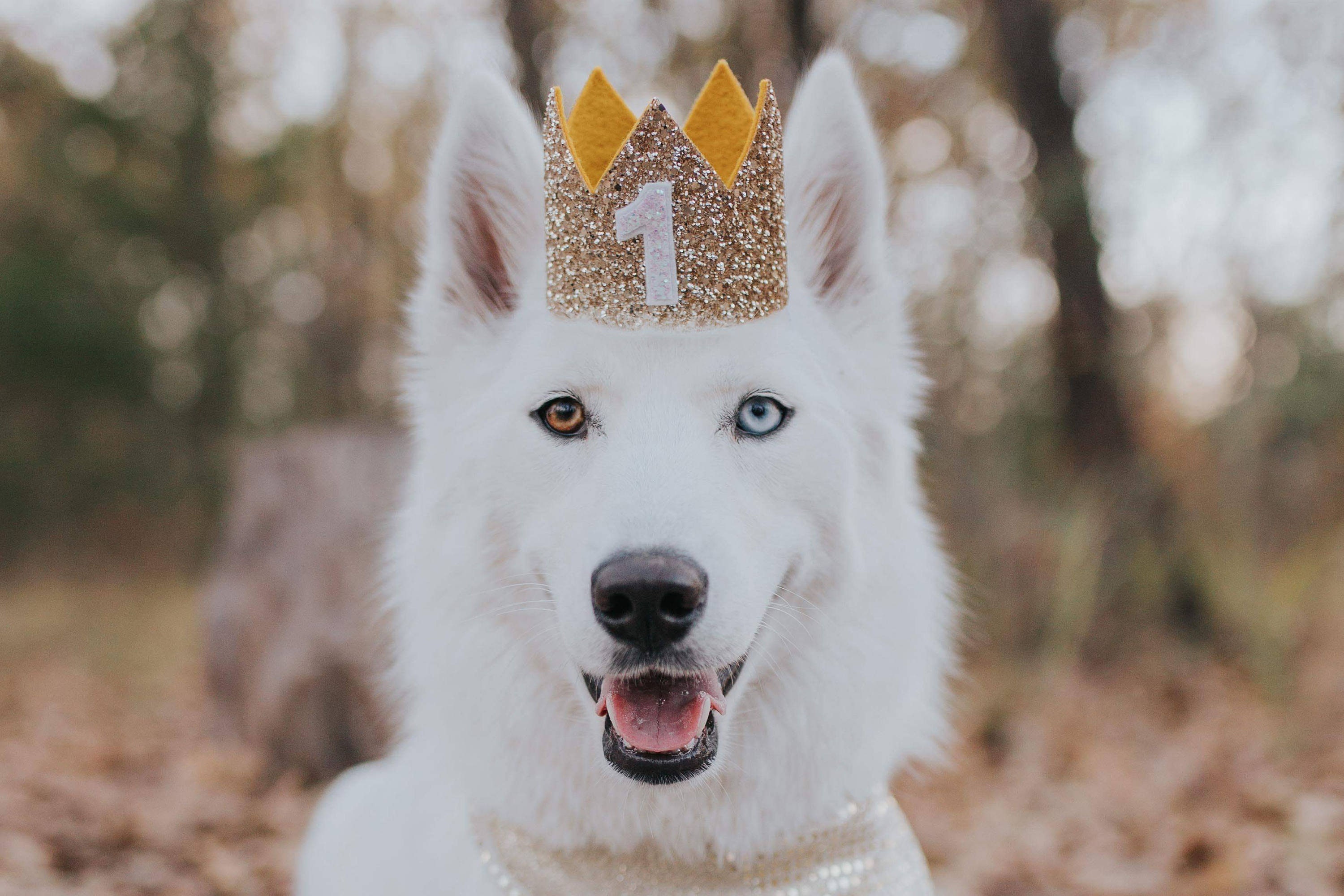 Dog Birthday Crown Pet Birthday Crown Dog Crown Pet Etsy UK