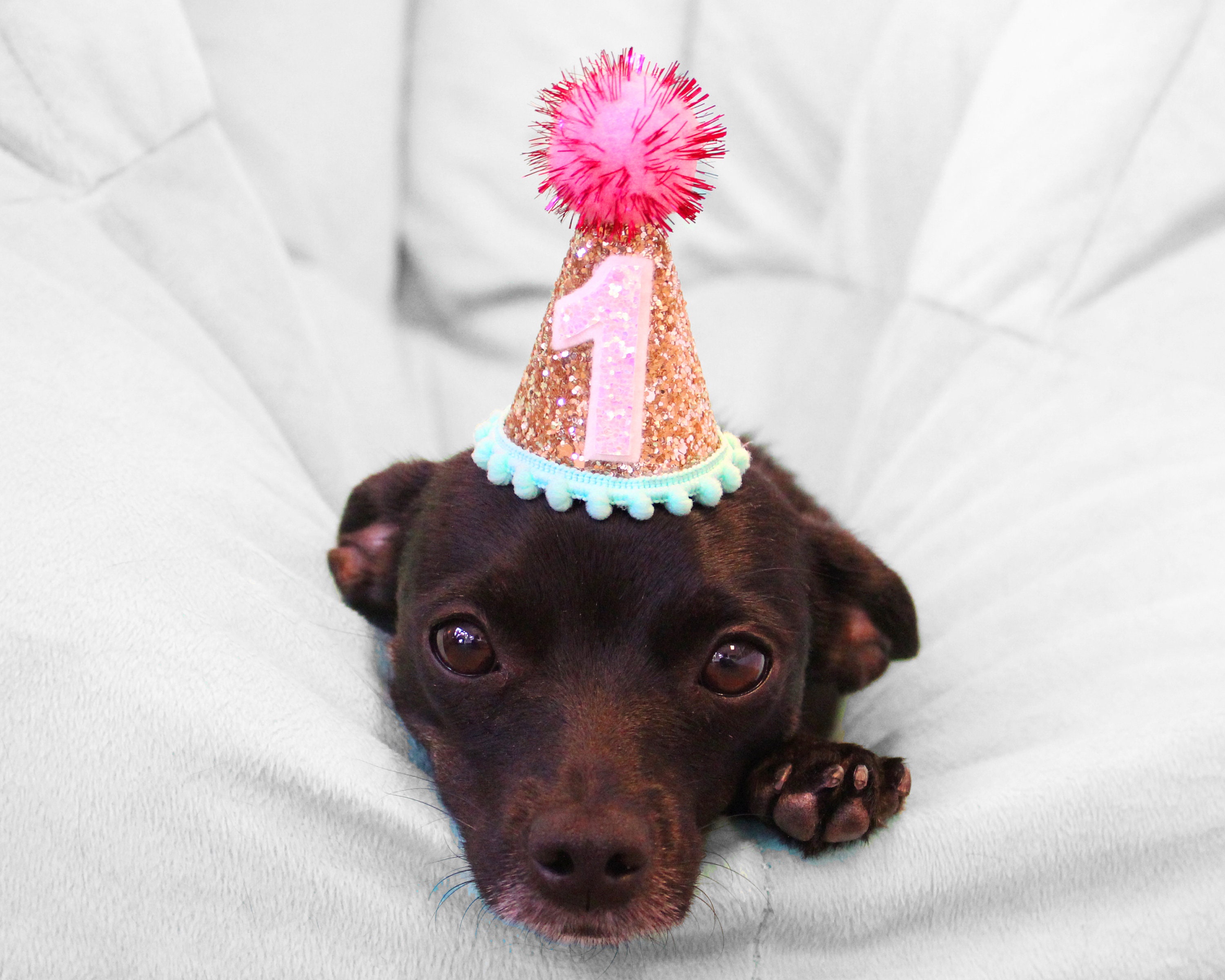 Plusieurs Animaux De Compagnie Isolés Portant Des Chapeaux D'anniversaire  Pour Une Fête Banque D'Images et Photos Libres De Droits. Image 77501119