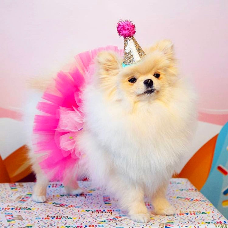 6 Packs Cat Birthday Hat, Dog Party Hats, Multi-color Cat Hats, Mini Party Hats, Cute Puppy Hat With Pompons, Adjustable Headbands Birthday Hats For