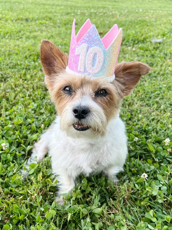 Dog Birthday Crown Rainbow Pet Birthday Crown dog Crown Pet Crown Dog Party Hat Dog Birthday Party Crown Any Age Pastel Rainbow Etsy Canada