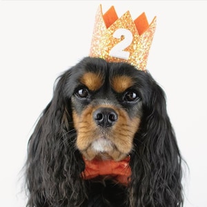 Dog Birthday Crown | Pet Birthday Crown | Dog Crown | Pet Crown | Dog Party Hat | Dog Birthday Party Crown | Any Age | Orange