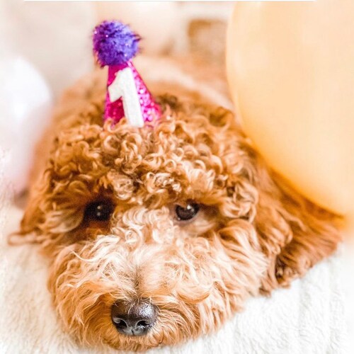 Pet Party Hat Mini Dog Birthday Party Hat Mini Cat Party Etsy