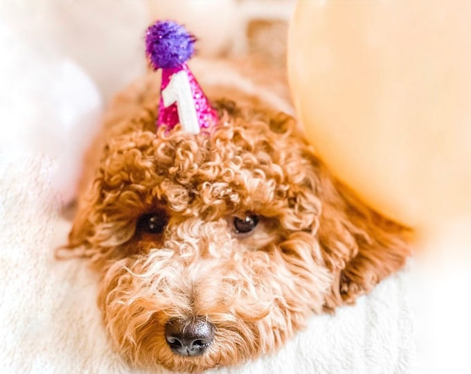Pet Party Hat Dog Birthday Party Hat Dog Party Hat Dog Etsy