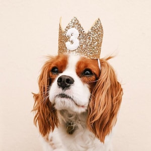 Couronne d&#39;anniversaire pour chien | Couronne d&#39;anniversaire pour animal de compagnie | Couronne pour chien | Couronne pour animal de compagnie | Chapeau de fête pour chien | Couronne de fête d&#39;anniversaire de chien | Tout âge | Or