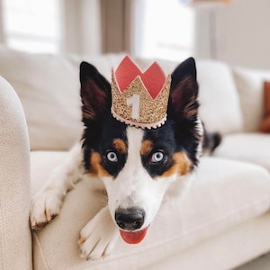 Dog Birthday Crown Pet Birthday Crown Dog Crown Pet Crown Dog Party Hat Dog Birthday Party Crown Any Age Gold and Choose Color image 4