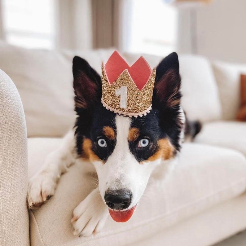 Dog Birthday Crown Pet Birthday Crown Dog Crown Pet Crown Dog Party Hat Dog Birthday Party Crown Any Age Gold and Choose Color image 4