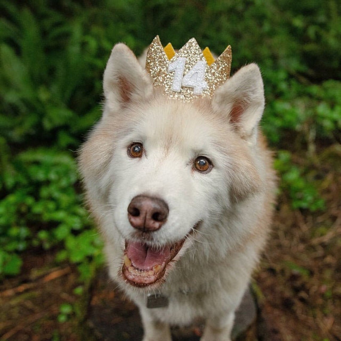 Pet London Happy Birthday Crown Hat For Dogs & Cats-Add Any Age-Glitter Numbers Included (20pcs) - Celebrate Pets Birthday - Reusable Every Year & Reversible- Embroidered With HAPPY BIRTHDAY (Large