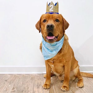 Dog Birthday Crown Pet Birthday Crown Dog Crown Pet Crown Dog Party Hat Dog Birthday Party Crown Any Age Gold and Choose Color image 10