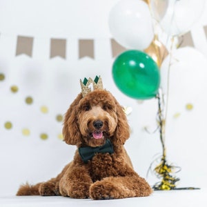 Dog Birthday Crown Pet Birthday Crown Dog Crown Pet Crown Dog Party Hat Dog Birthday Party Crown Any Age Gold and Choose Color image 5