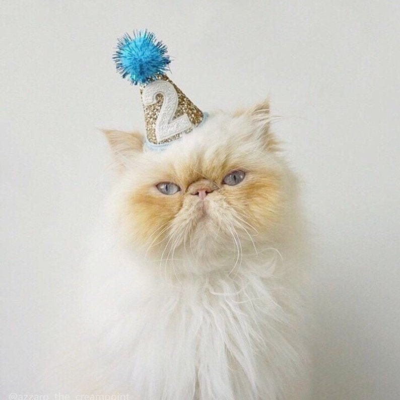 Pet Party Hat | Mini Cat Birthday Party Hat | Mini Cat Party Hat | Dog Birthday Hat | Dog Party Hat | The Pawty Animals | Gold Blue