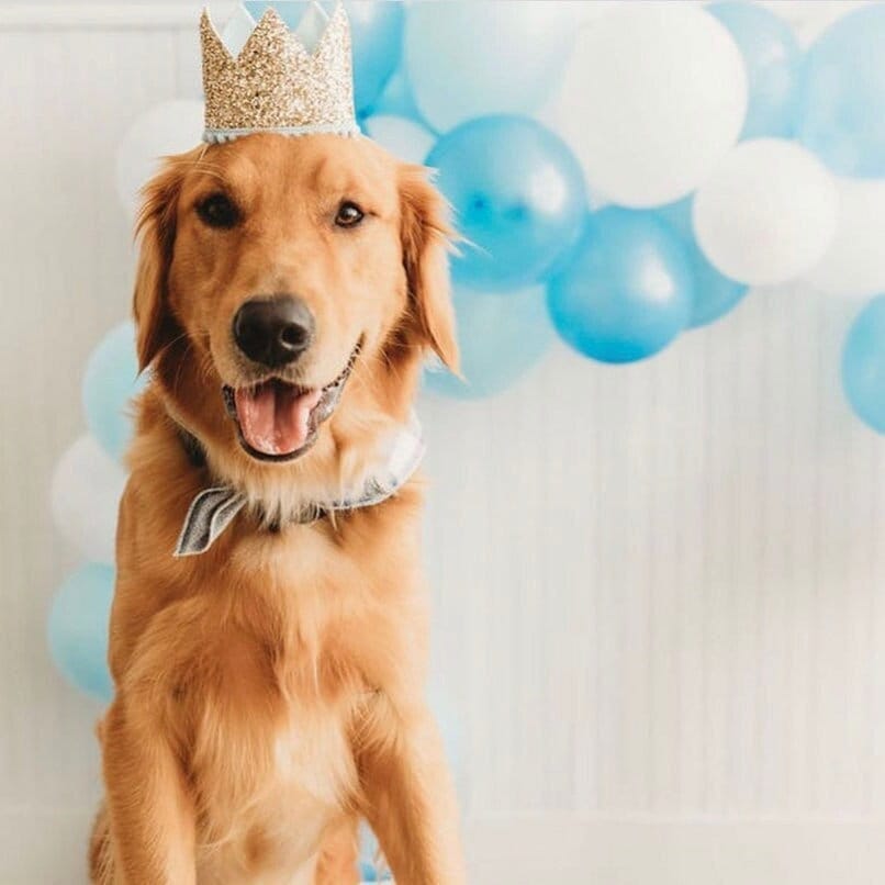 1st Dog Birthday Photoshoot Any Age Dog Crown