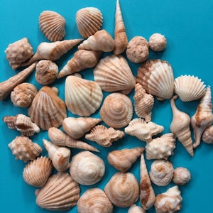 Sea Shell fondant topper 50pcs Beach cake topper beach cupcake toppers sea shore edible sea shells party favors  summer decorations