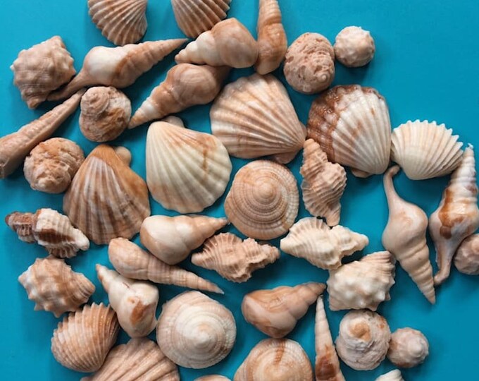 Sea Shell Fondant Topper 50pcs Beach Cake Topper Beach Cupcake Toppers ...