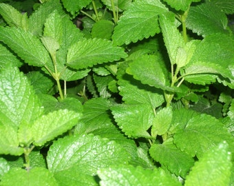 Lemon Balm Plant
