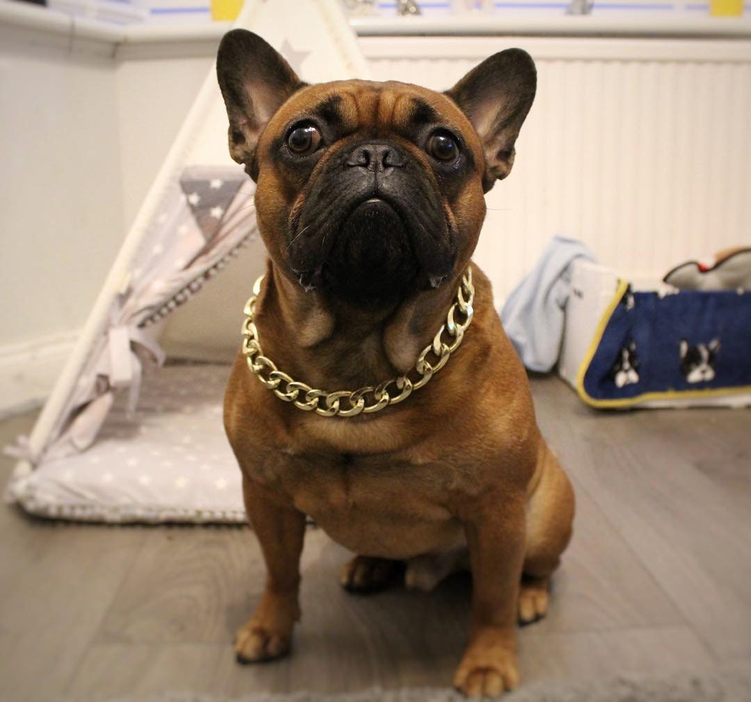 dog neck chain