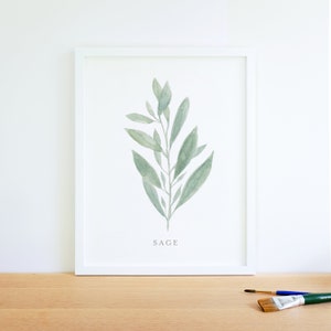 Watercolor Sage herb painting art print, kitchen decor