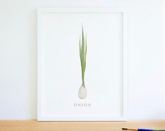 Watercolor onion herb painting print, 8x10, kitchen decor