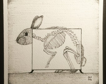 Mini X-Rayed Bunny Skeleton Print Epson Velvet Fine Art Paper 5x5