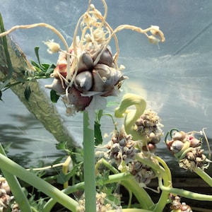 LARGE Egyptian Walking Onion Bulbils - Grown Using Organic Methods