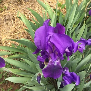 May include: A vibrant purple iris flower blooms in a garden setting. The flower has multiple petals and is surrounded by green leaves.
