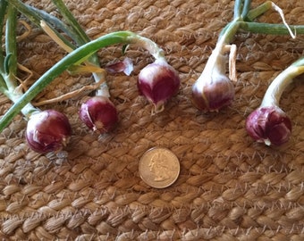 LARGE Egyptian Walking Onion Bulbils - Grown Using Organic Methods