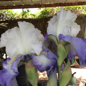 CONJURATION, Blue and White Bearded Iris, Pre-Order