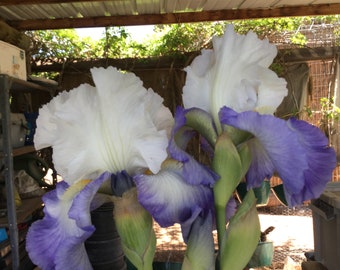 Peut inclure: Deux fleurs d'iris violettes et blanches en fleurs. Les fleurs sont nettes et l'arrière-plan est flou.