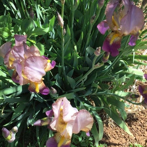 May include: Close-up of a cluster of purple and yellow iris flowers in bloom. The flowers are surrounded by green foliage and are growing in a garden setting.