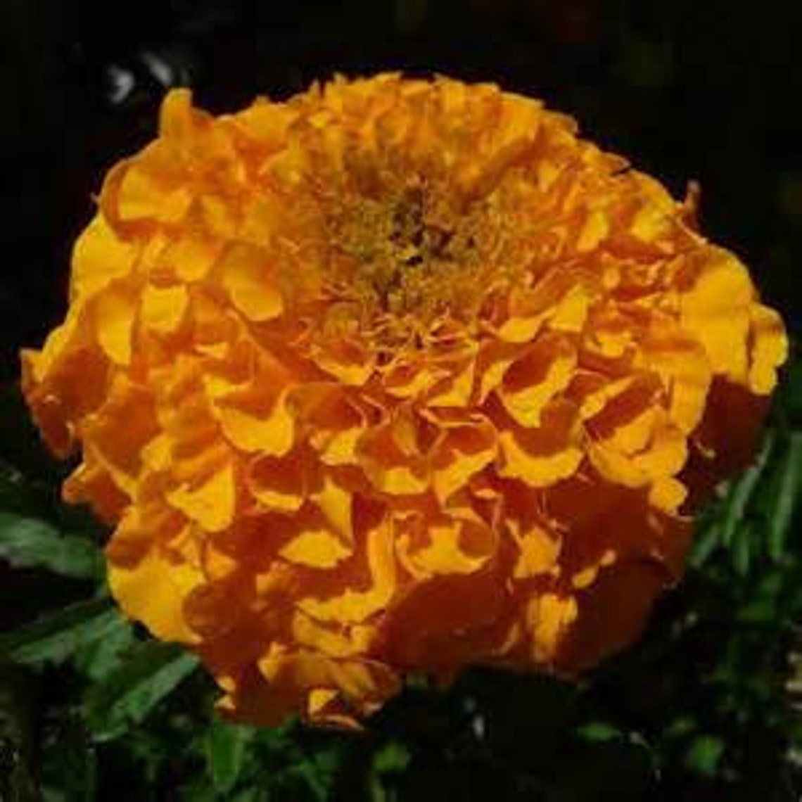 Mexican Marigold Seeds Etsy